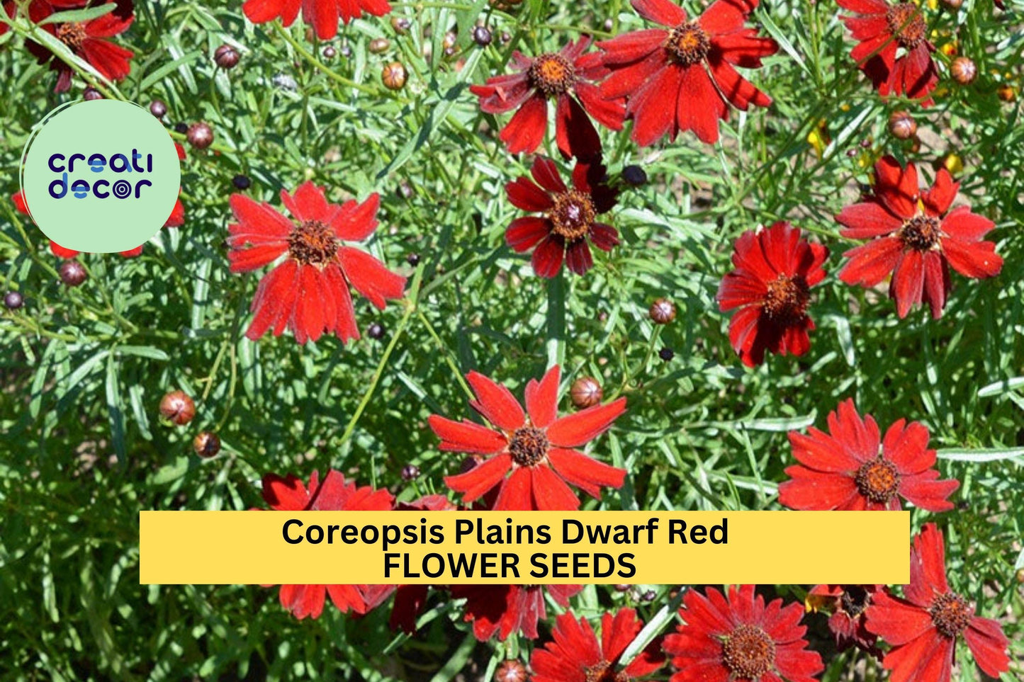 3pcs Coreopsis Plains Dwarf Red Seeds – Bright Red Flowers, Pollinator Attracting, Easy Annual Flower Seeds for Garden Beds & Containers
