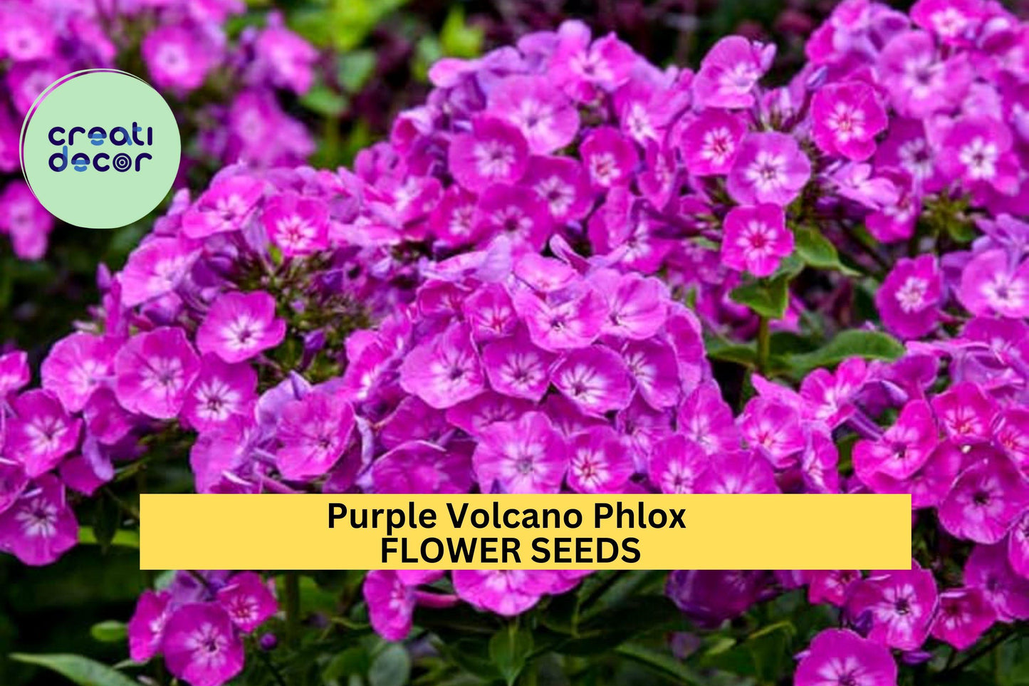 Purple Volcano Phlox Seeds – Perennial Magenta-Purple Blooms for Borders & Pollinator Gardens – Phlox paniculata, 100+ Seeds