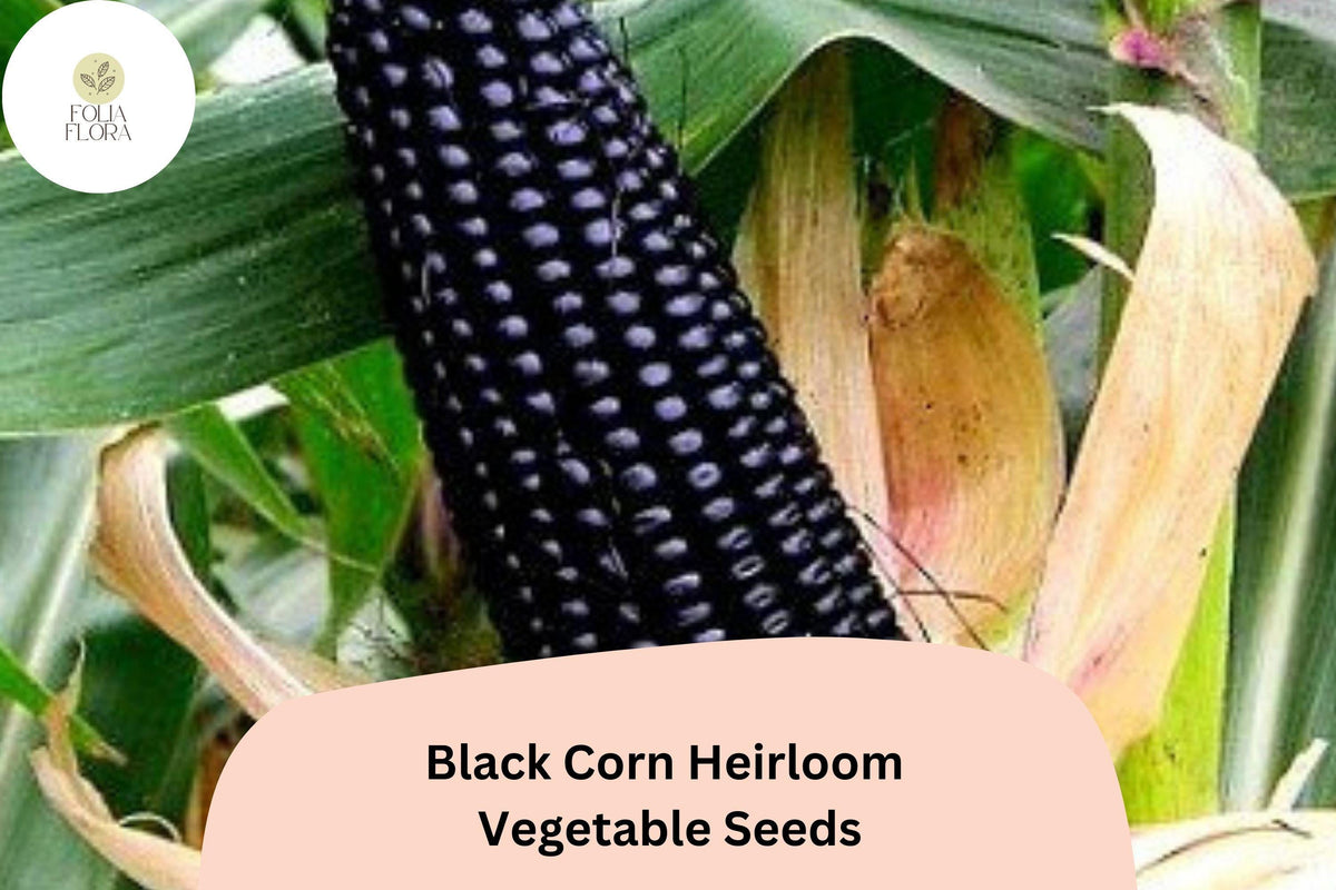 Black Corn Heirloom Seeds – 50pcs Deep Purple Kernels for Home Gardens, Non-GMO Zea mays, Ornamental & Edible Vegetable