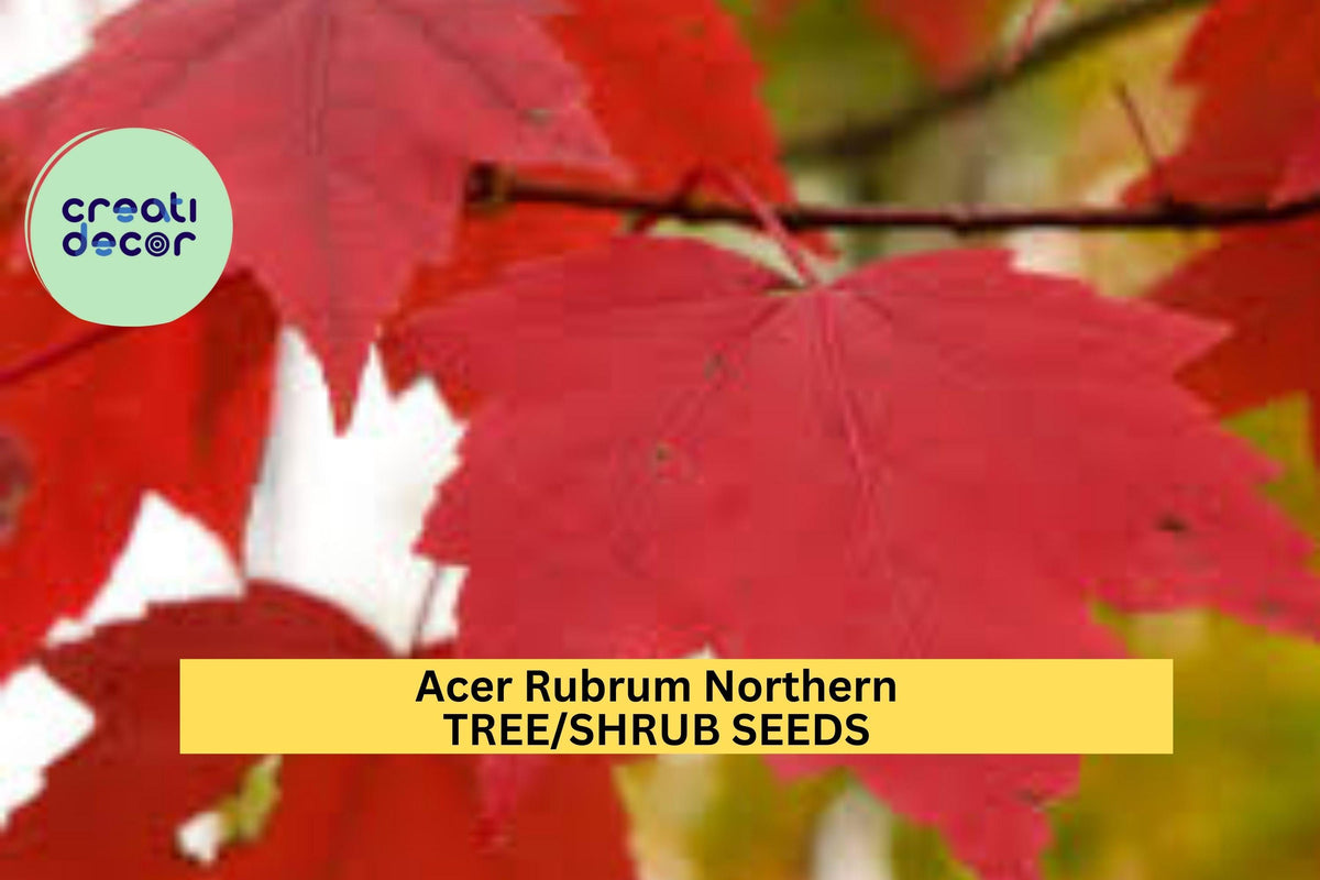 Red Maple Tree Seeds 3 Packs of 10 Acer rubrum Northern Fall Foliage Fast-Growing Shade Tree