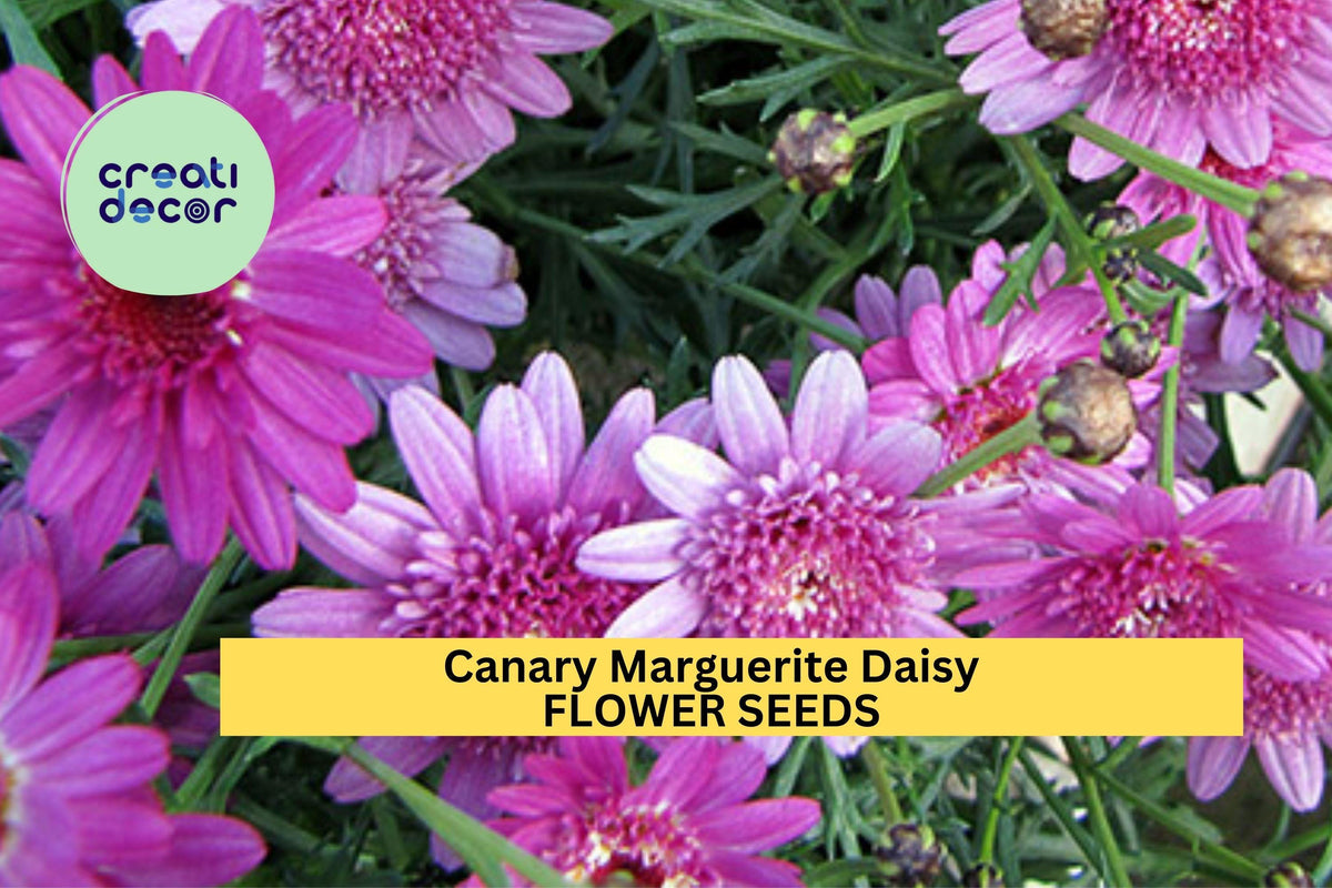 Canary Marguerite Daisy Seeds – Bright Yellow Argyranthemum frutescens for Gardens, Borders & Bouquets – Long-Blooming Annuals, Pollinator-Friendly