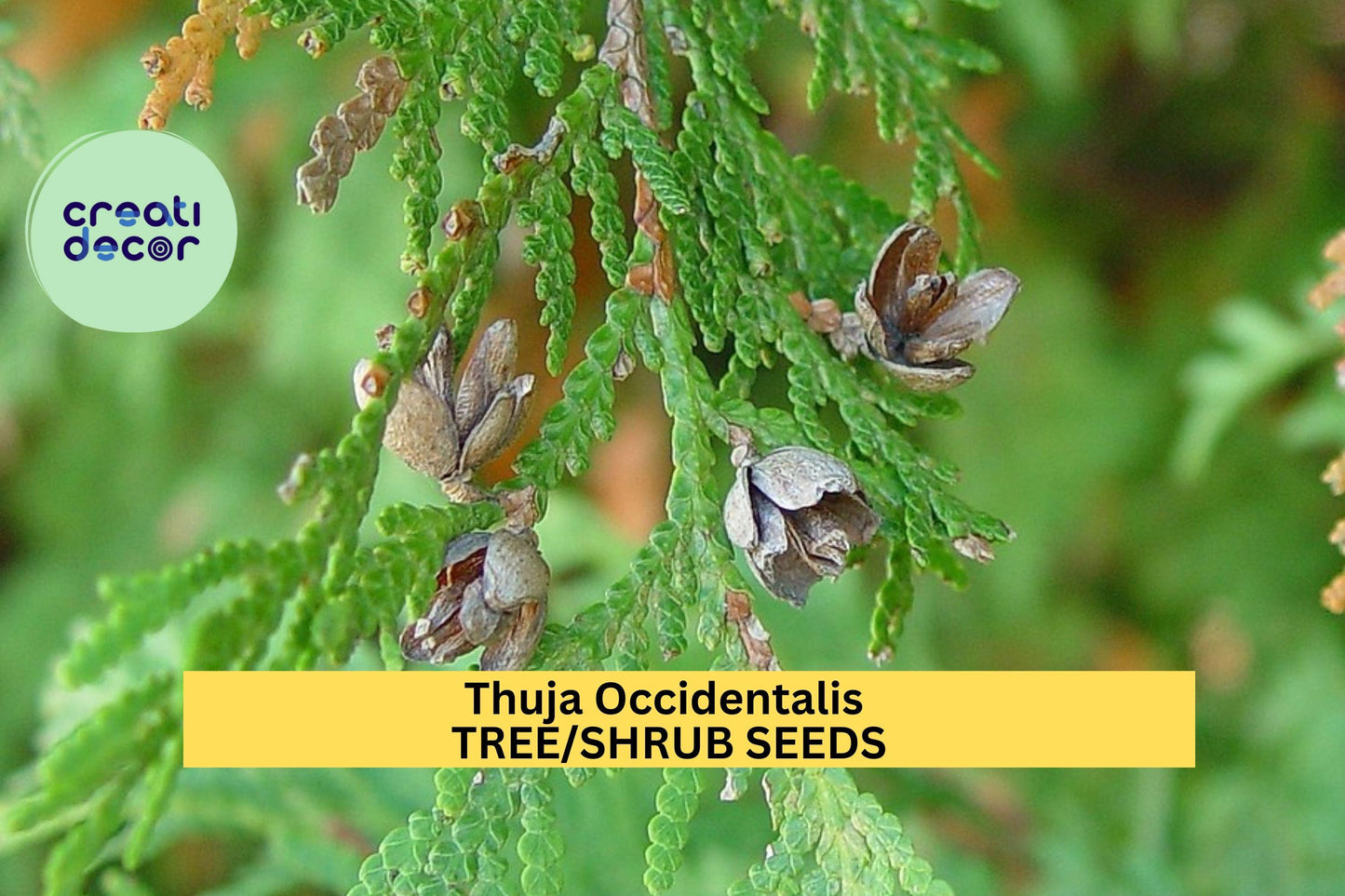 50 Seeds Thuja occidentalis Eastern Arborvitae Tree Evergreen for Hedges, Privacy Screens, Windbreaks, Native Landscaping