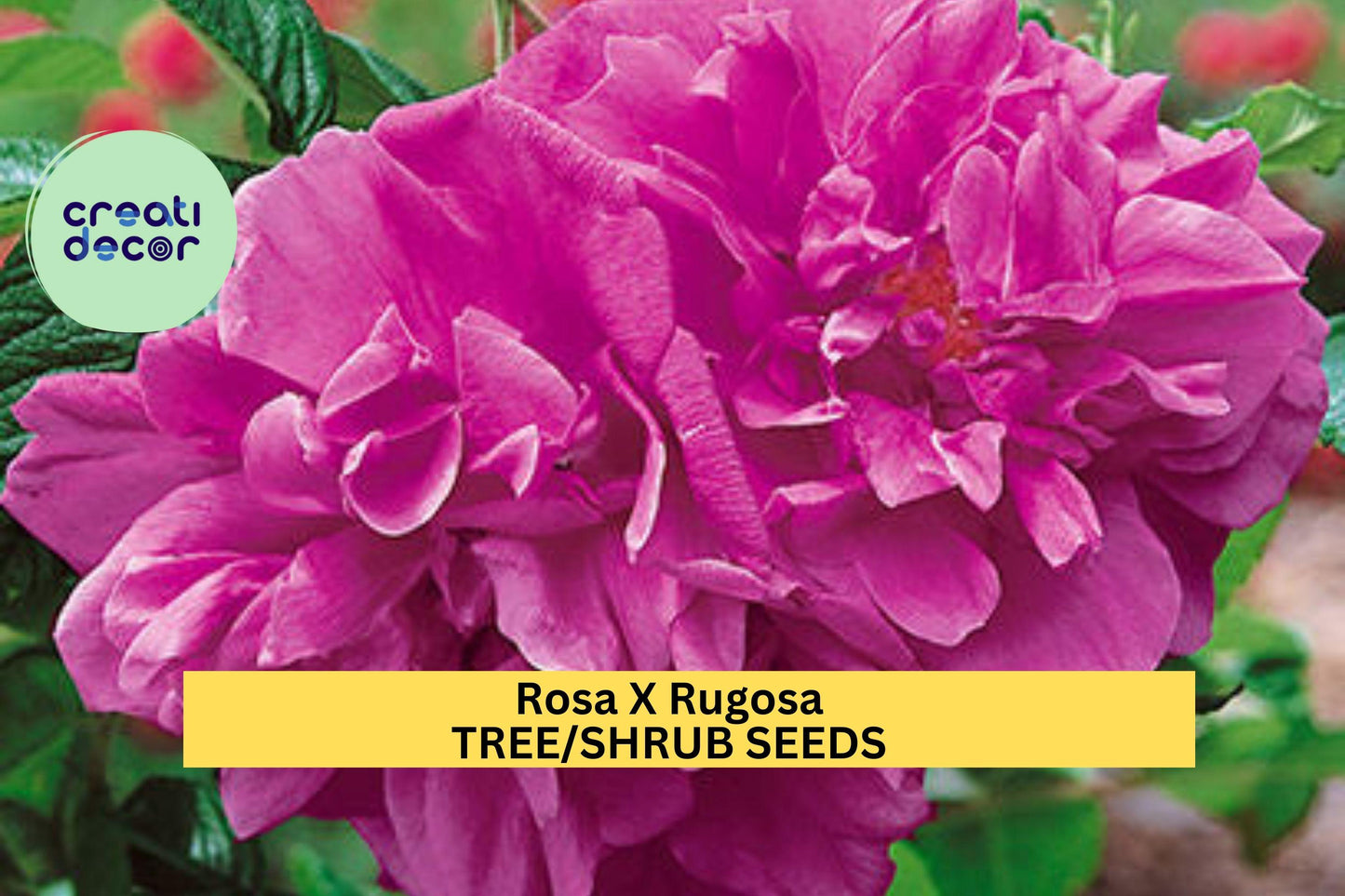 Rugosa Rose Seeds 30 Pack – Hardy Fragrant Pink to Purple Flowers Rosa x rugosa for Landscaping, Hedges & Pollinator Gardens