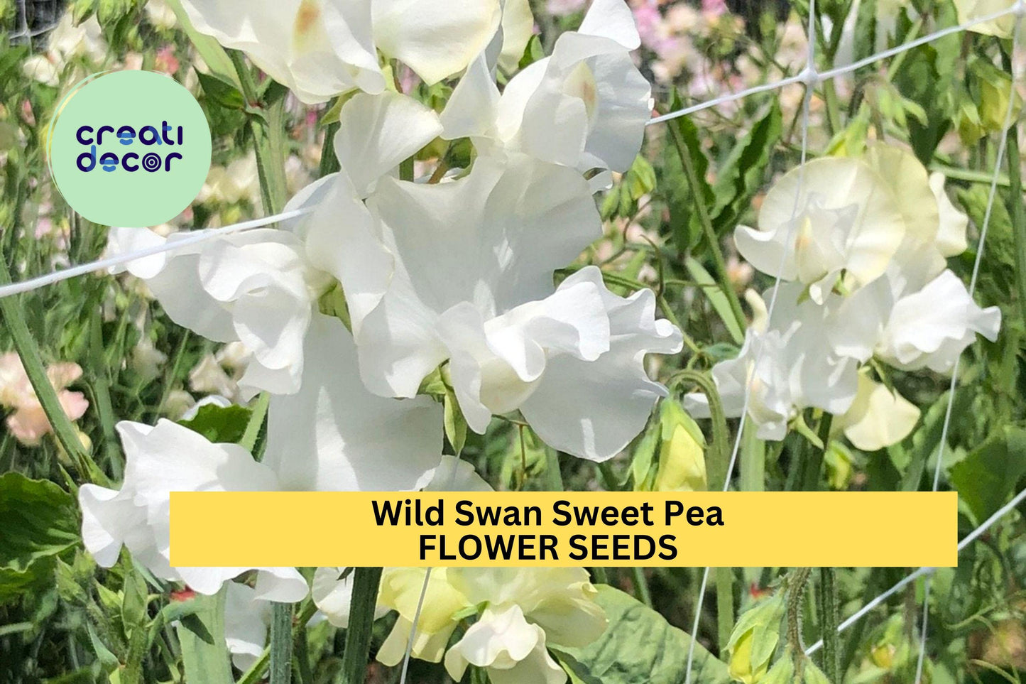 Wild Swan Sweet Pea Seeds – 50+ Fragrant White Lavender Climbing Vines, Lathyrus odoratus for Garden Trellises & Bouquets