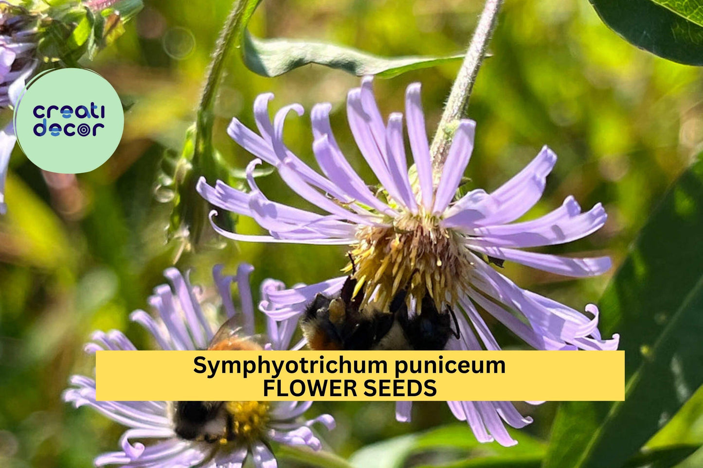 Swamp Aster Seeds 350 Pack – Symphyotrichum puniceum Native Wildflower for Moist Gardens & Pollinator Habitat