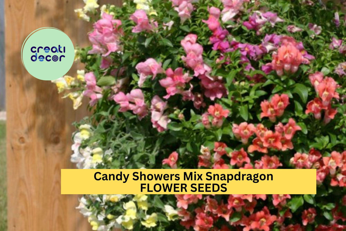 1000+ Candy Showers Snapdragon Seeds – Trailing Annual with Colorful Mixed Blooms, Antirrhinum majus for Hanging Baskets & Borders