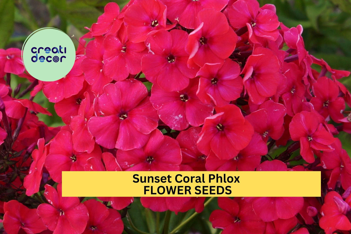 Sunset Coral Phlox Seeds – Perennial Coral Blooms for Borders & Pollinator Gardens – Phlox paniculata 'Sunset Coral'