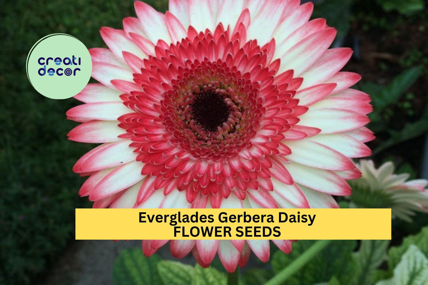 Gerbera Daisy Seeds 200+ Pink-Purple Blooms, Long-Stemmed Summer Annuals, Gerbera jamesonii 'Everglades' for Garden & Cut Flowers