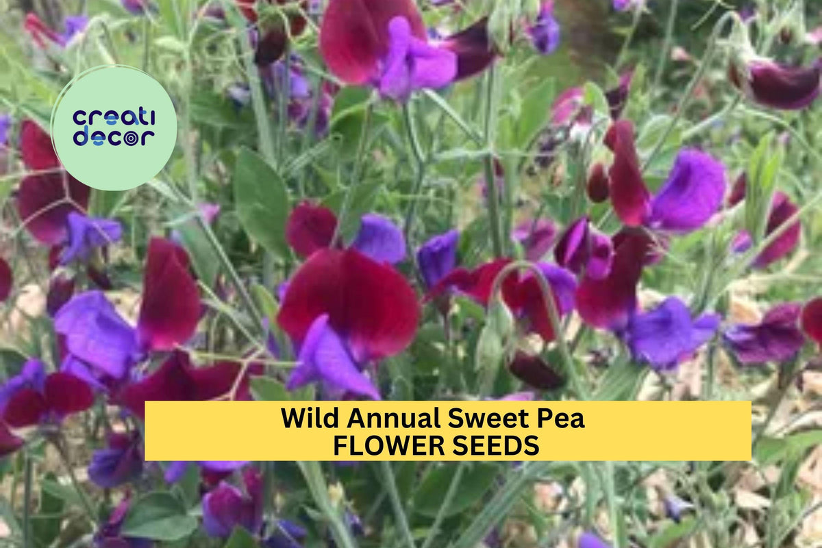 Wild Annual Sweet Pea Seeds – Mixed Color Fragrant Climbing Vines for Fences & Trellises – Lathyrus odoratus, 50+ Seeds