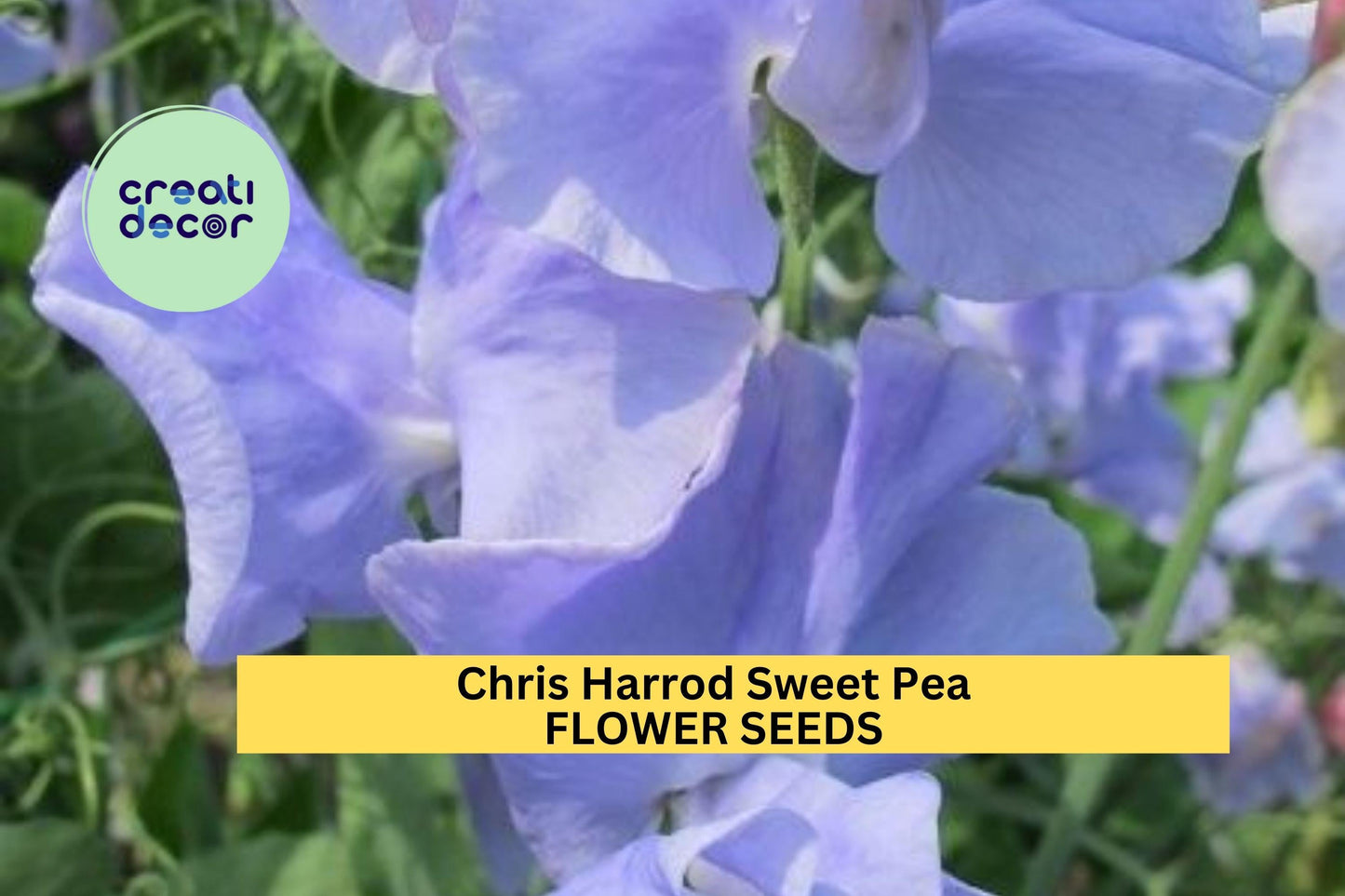 Sweet Pea Seeds 50+ Soft Pink Fragrant Blooms Climbing Vines for Trellises & Cut Flowers – Lathyrus odoratus 'Chris Harrod'