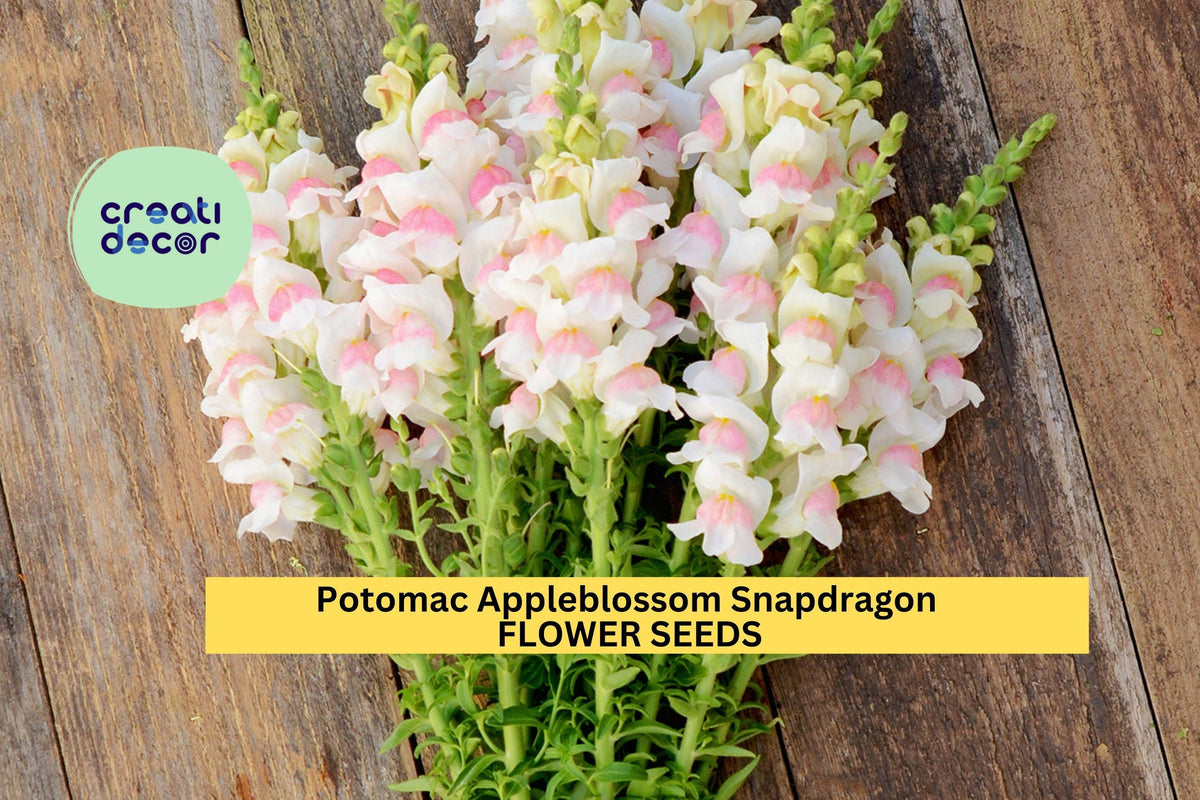 1000+ Potomac Appleblossom Snapdragon Seeds – Pink & Cream Blooms, Tall Spikes, Antirrhinum majus for Garden, Cut Flowers, Borders