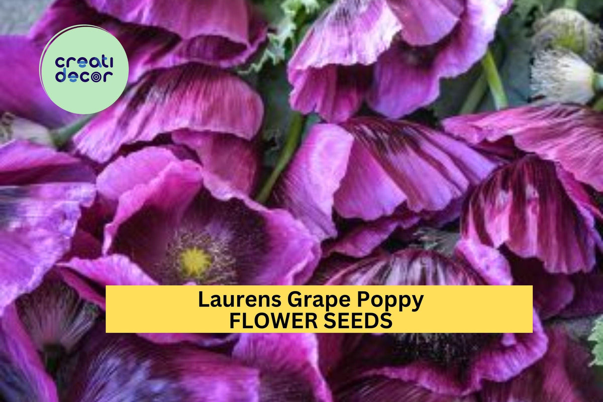 200+ Laurens Grape Poppy Seeds – Deep Purple Flowers for Borders & Wildflower Gardens – Papaver somniferum