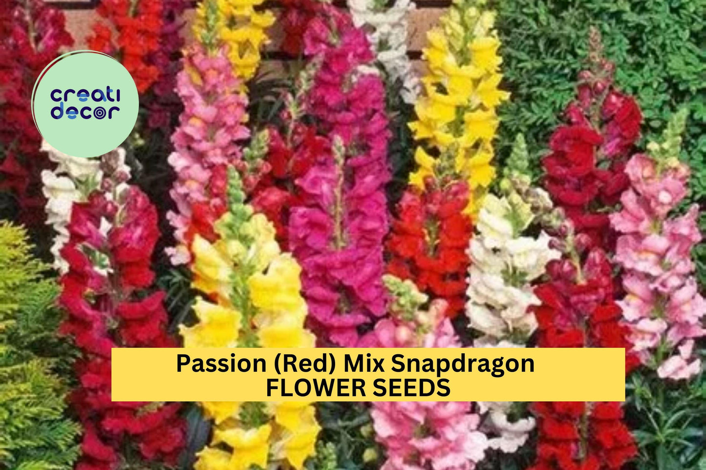 1000+ Passion Red Snapdragon Seeds – Tall Bright Red Flowers for Borders, Cutting Gardens & Pollinator Attracting Antirrhinum majus