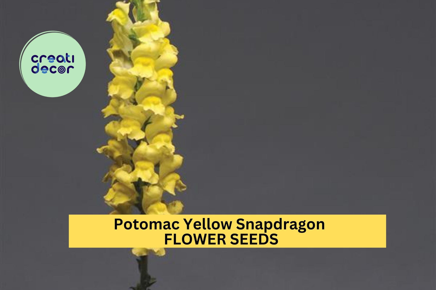 1000+ Potomac Yellow Snapdragon Seeds – Tall Soft Yellow Blooms for Garden, Cut Flowers & Pollinator Beds – Antirrhinum majus