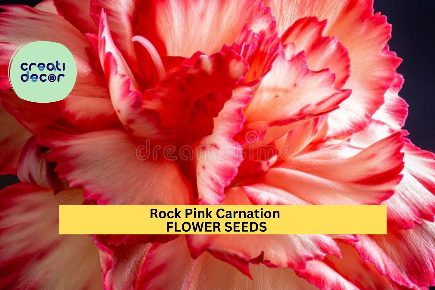 200+ Rock Pink Carnation Seeds – Fragrant Pink Dianthus gratianopolitanus Perennial for Borders & Rock Gardens