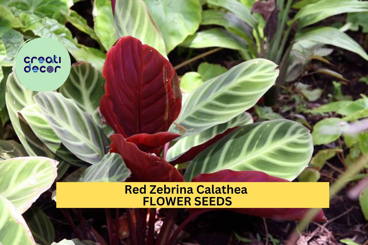 Red Zebrina Calathea Seeds – 25+ Tropical Foliage Plant for Indoor & Garden, Calathea zebrina