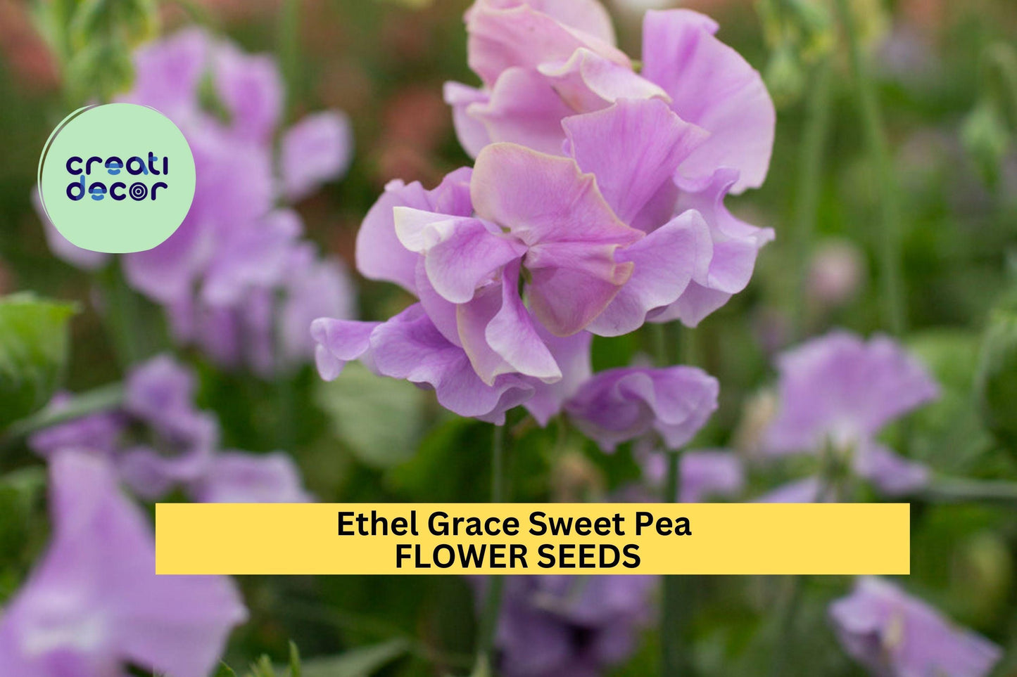 Ethel Grace Sweet Pea Seeds – Lavender Fragrant Blooms for Climbing Vines & Bouquets – Lathyrus odoratus, 50+ Seeds