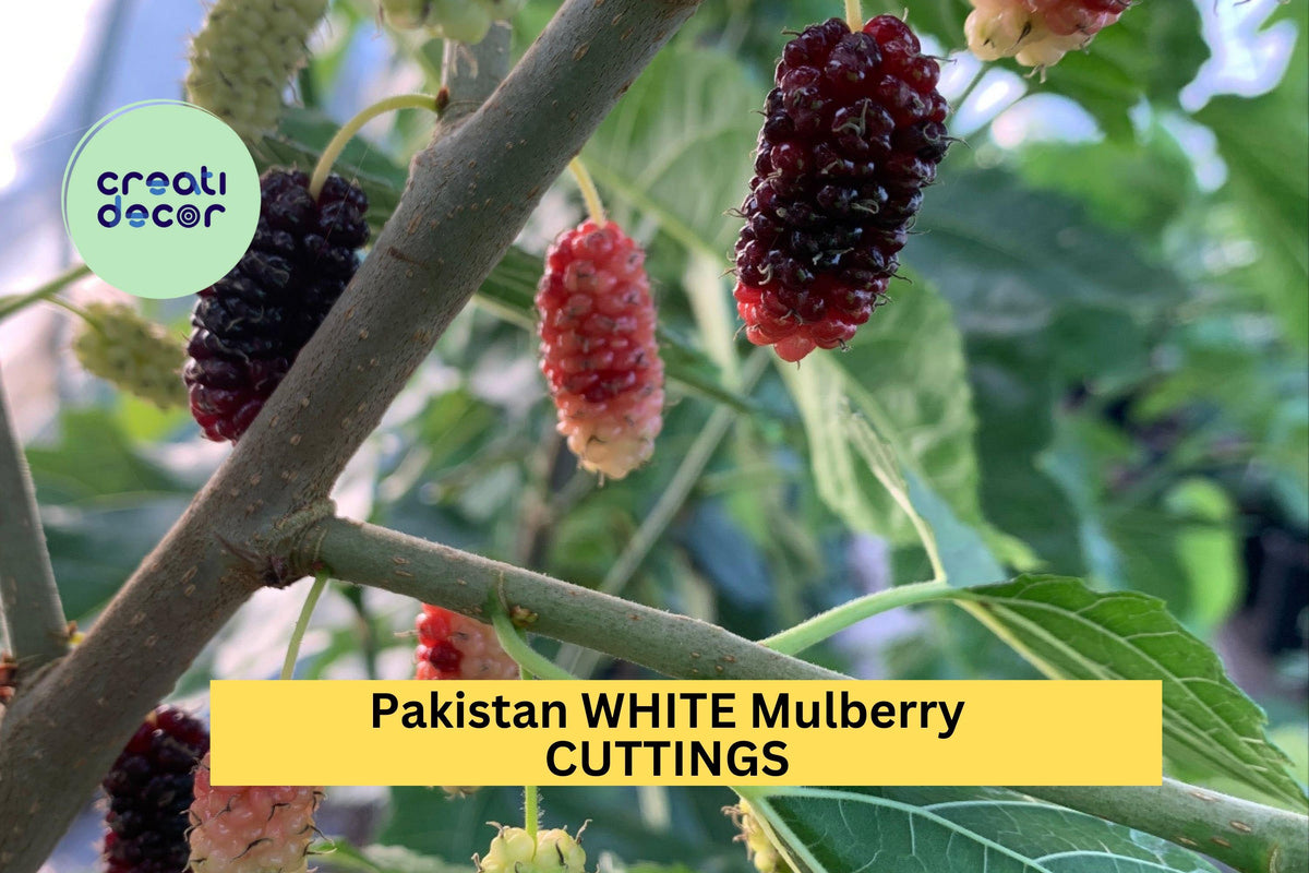 Pakistan White Mulberry Cuttings – Organic Hardwood Propagation Material for Grafting – Morus alba