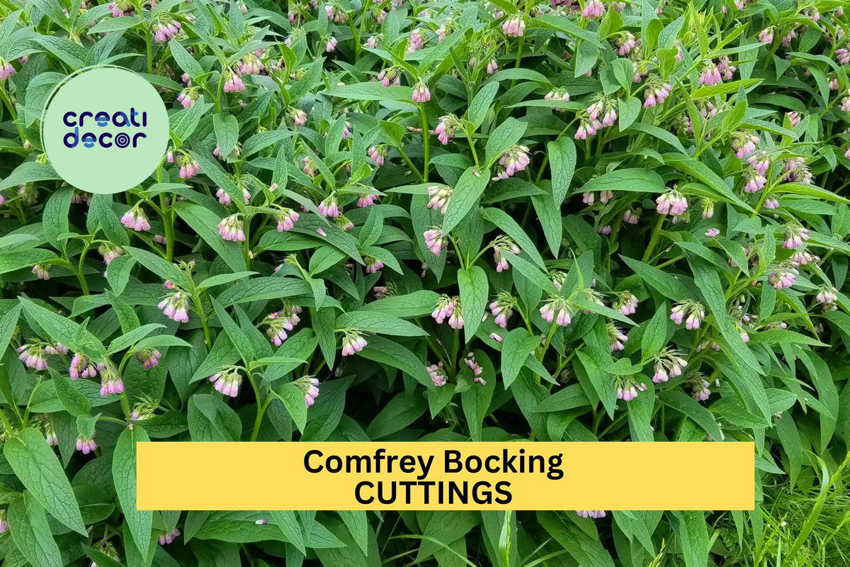 Comfrey Bocking 14 Root Cuttings – Non-Invasive Perennial for Soil Building, Compost, Pollinator Gardens – Symphytum × uplandicum