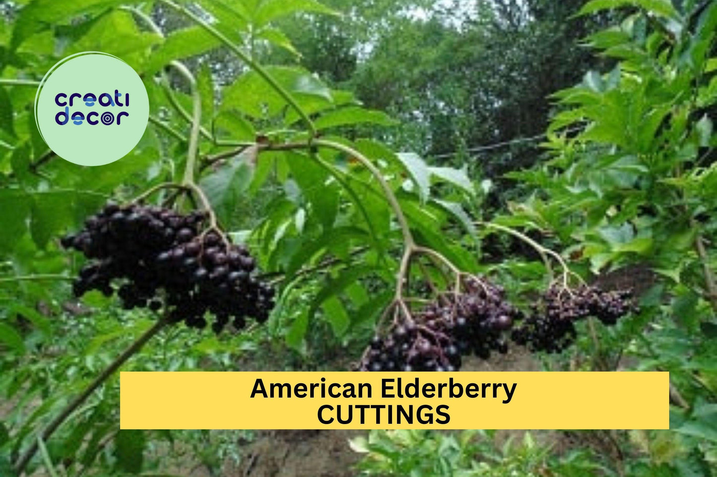American Elderberry Cuttings – Unrooted Sambucus canadensis Native Perennial Shrub for Garden and Wildlife Planting