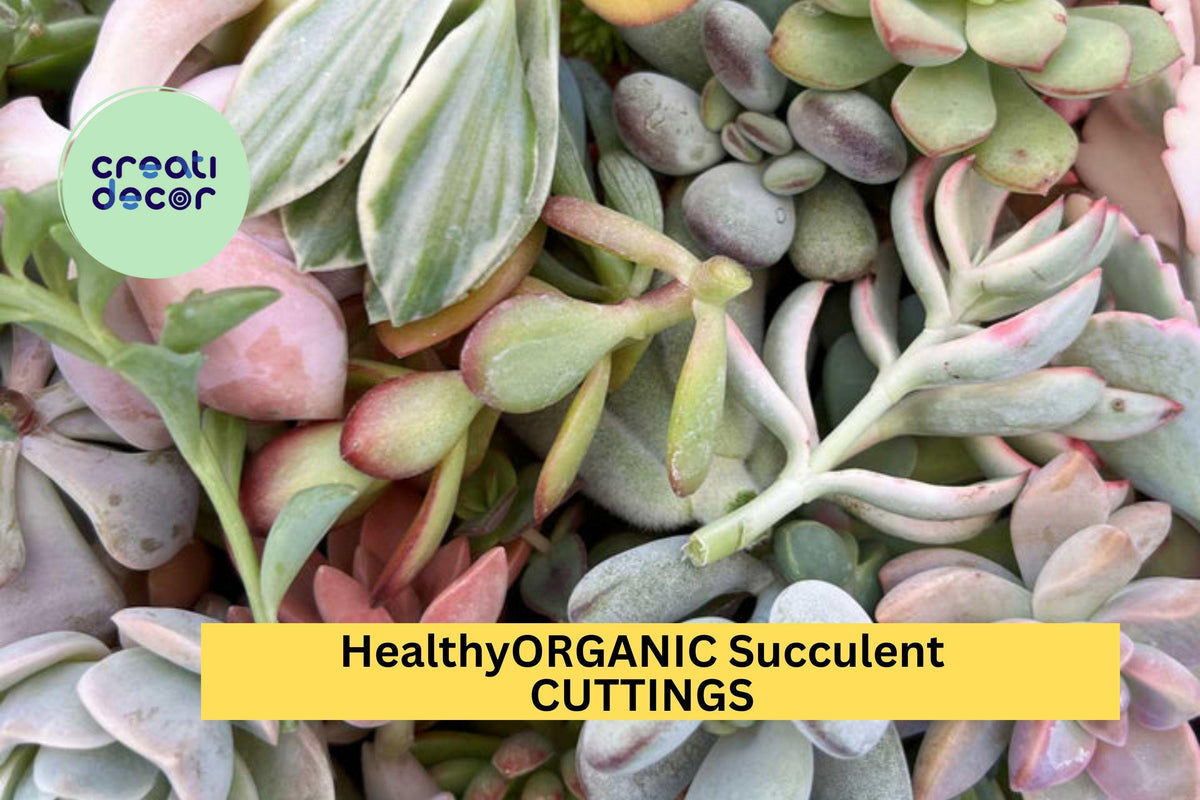Organic Succulent Cuttings 15-Pack – Colorful Varieties Including Echeveria, Sedum, Crassula – Unrooted Succulents for Garden, Pots & Gifts