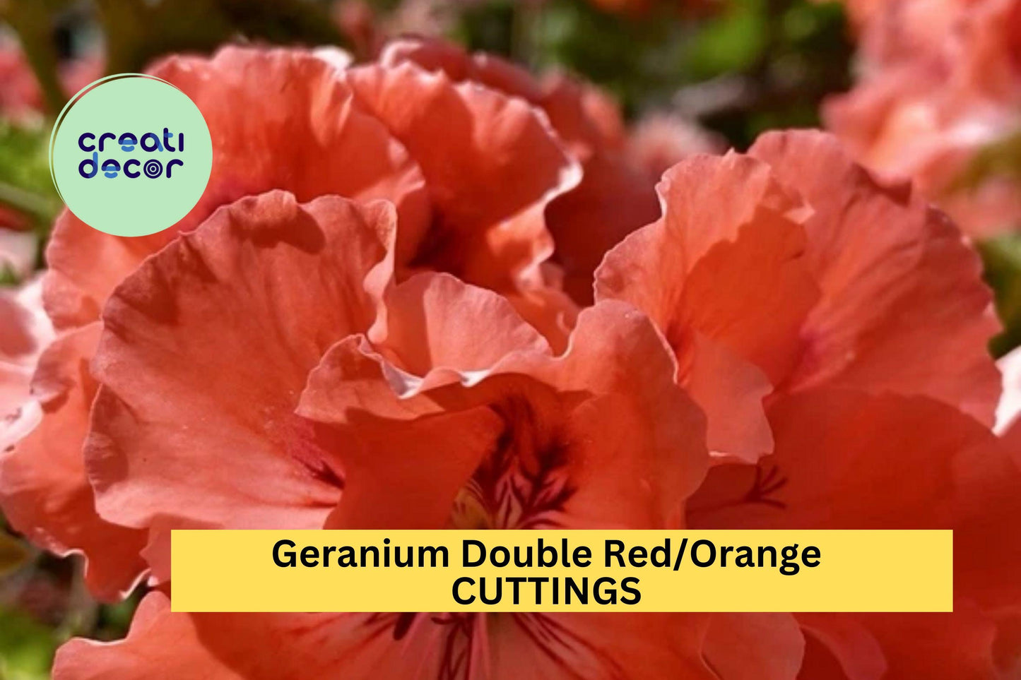 3 Double Red/Orange Geranium Cuttings – Pelargonium spp. for Rooting, Vibrant Blooms, Container Gardening, Garden Borders