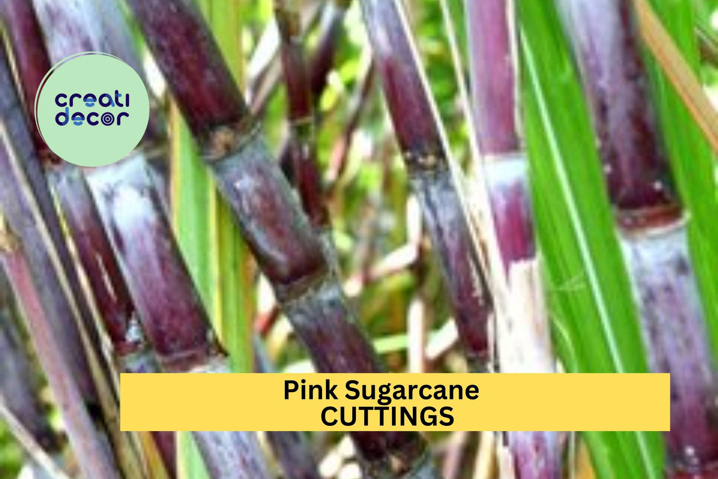 Pink Sugarcane Cuttings – 5 Rooted Saccharum officinarum with 10 Nodes for Garden or Pot Cultivation