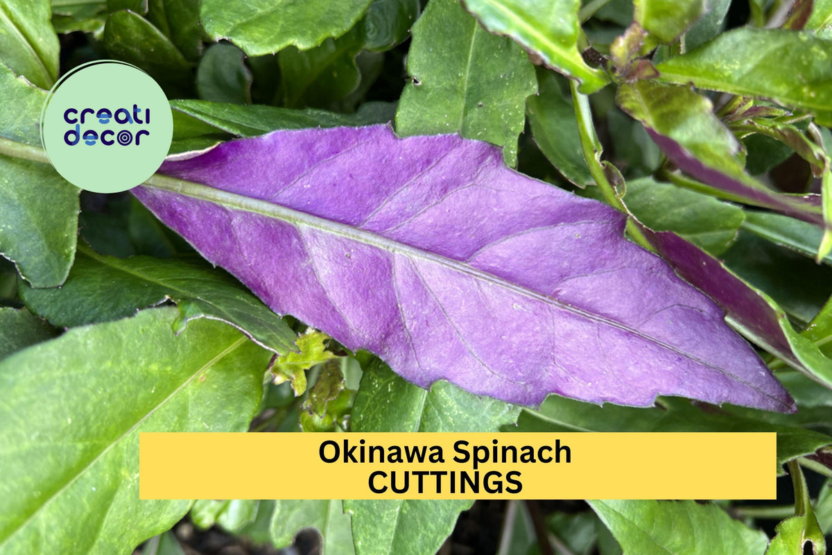 Okinawa Spinach Cuttings 12 Pack – Gynura bicolor Unrooted 5–6" Fresh Green & Purple Leaves for Edible Gardens