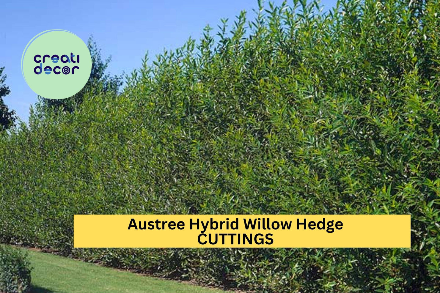 25 Austree Hybrid Willow Cuttings – Fast-Growing Privacy Hedge Trees for Windbreaks, Noise Barriers & Living Fences – Salix matsudana x alba