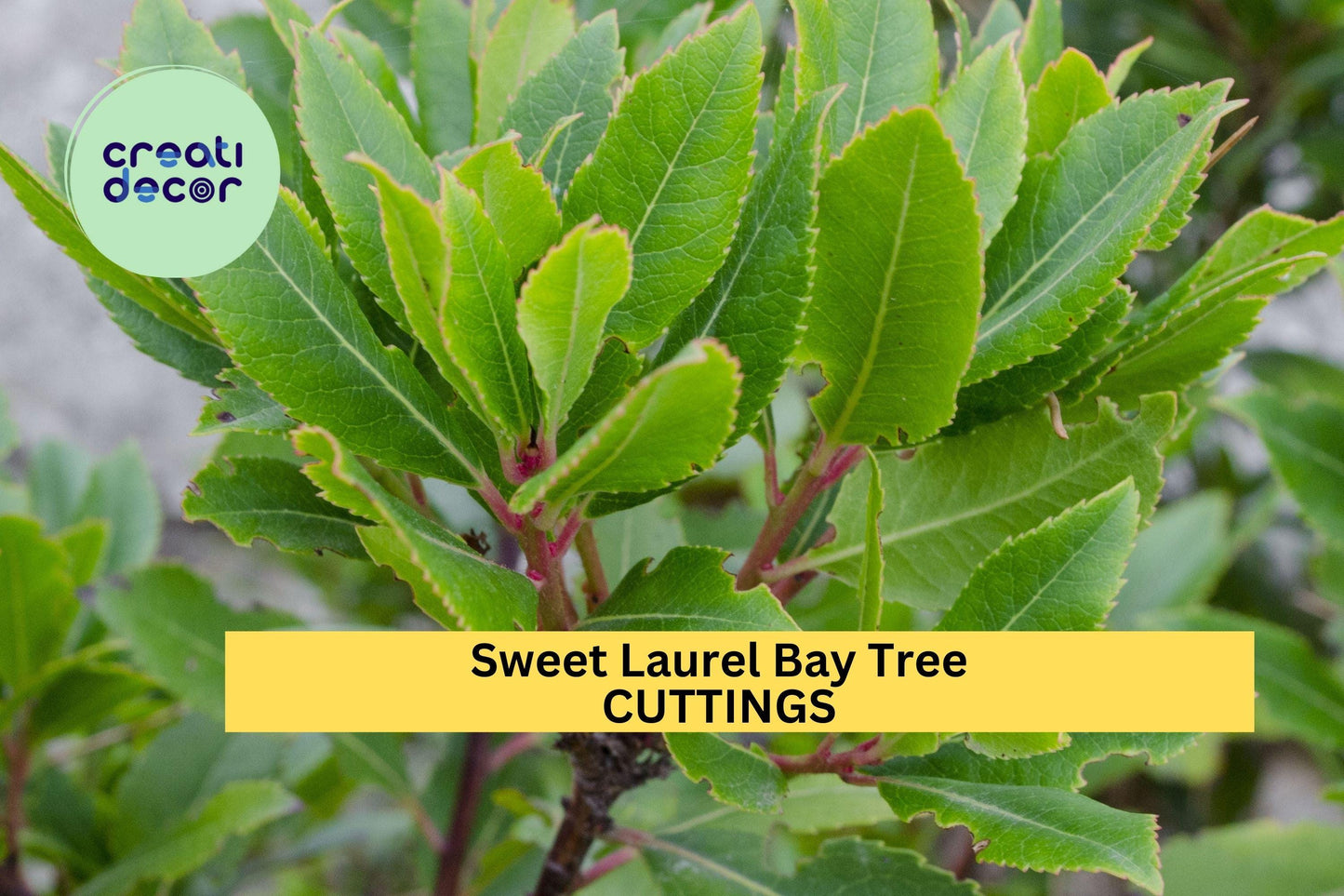 Sweet Bay Laurel Tree Cuttings – Unrooted Herb for Indoor/Outdoor Growing, Laurus nobilis, Fragrant Evergreen Shrub, Culinary Herb, 5 Pack