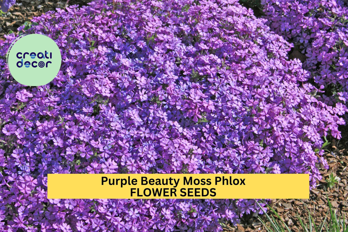 Purple Beauty Moss Phlox Seeds – Perennial Groundcover with Lavender-Purple Spring Blooms – Phlox subulata for Borders, Slopes & Gardens