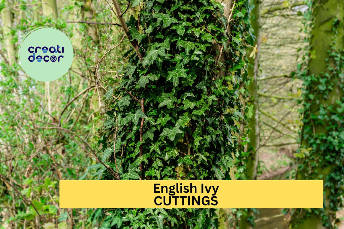 15 Unrooted English Ivy Cuttings Hedera helix Cold Hardy Vine for Ground Cover or Garden Trellis