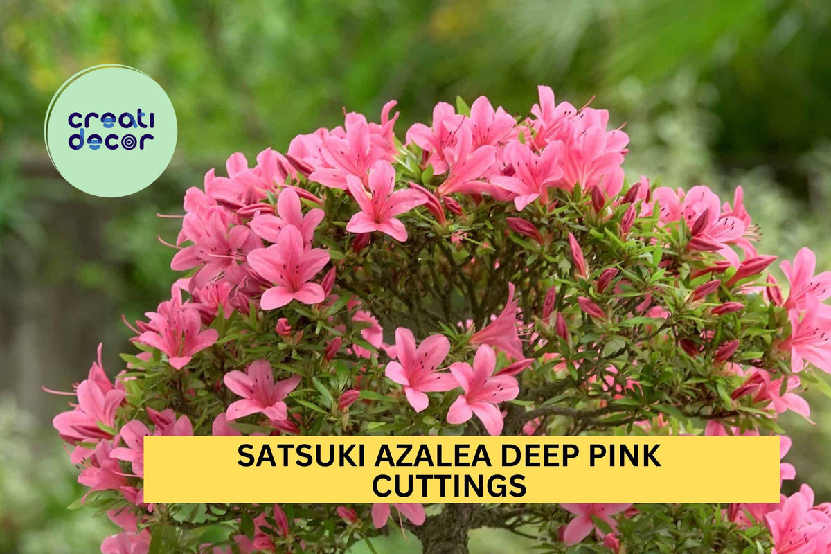 Satsuki Azalea Cuttings | Deep Pink Rhododendron indicum | Bonsai & Garden Flowering Shrub | 5 Unrooted Starter Wood