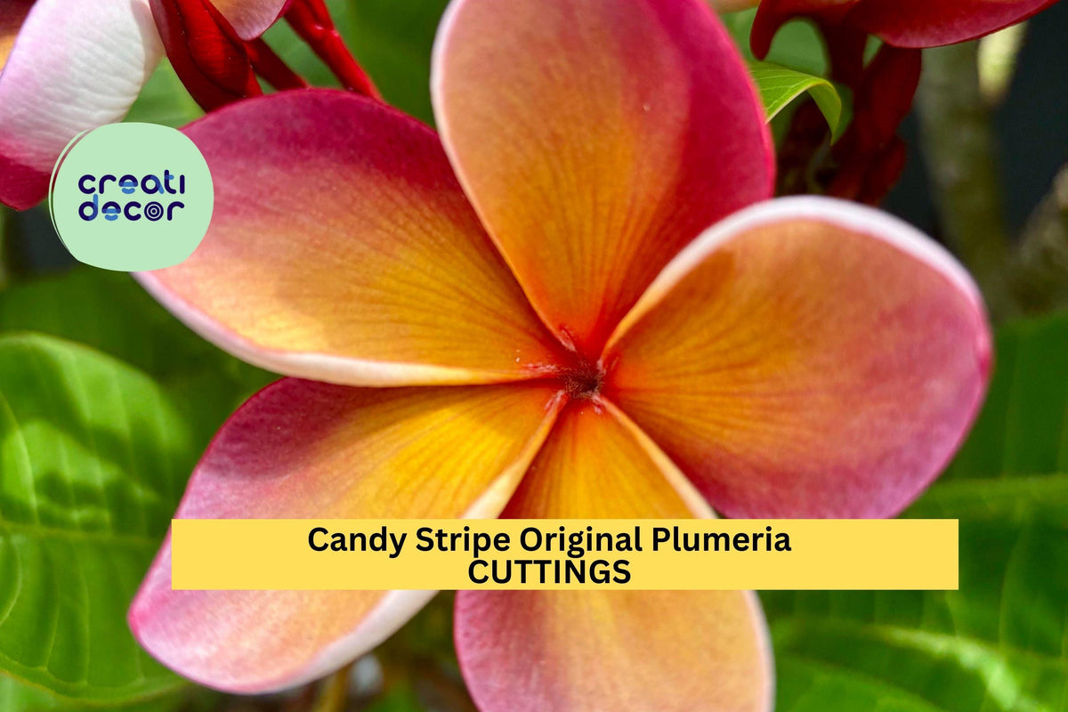 Candy Stripe Plumeria Cutting | 10" Unrooted Starter | Pink & White Striped Frangipani Tree | Plumeria rubra 'Candy Stripe'