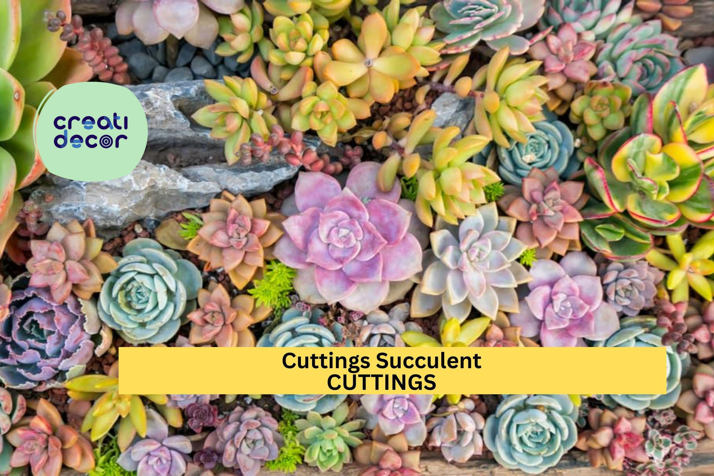 Succulent Cuttings Set – 20 Varieties Assorted Succulents for DIY Gardens, Terrariums, Gifts | Echeveria, Sedum, Crassula