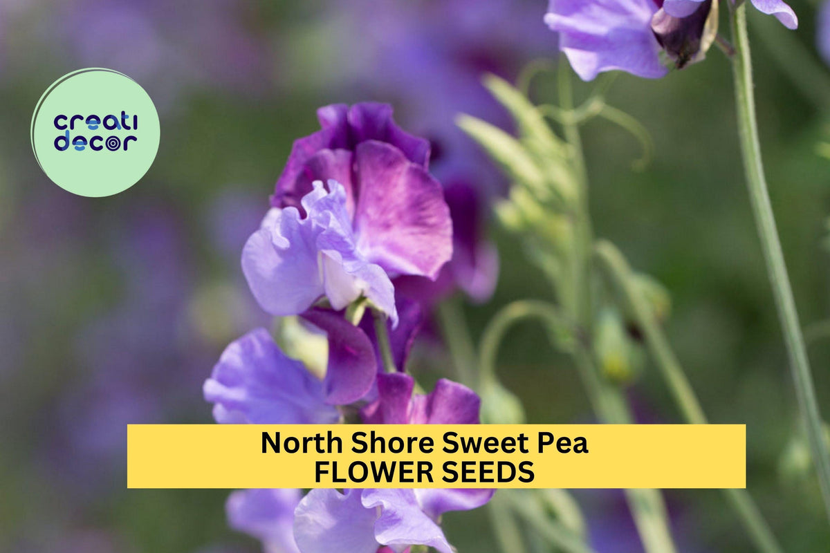 North Shore Sweet Pea Seeds – Deep Purple Blooms, Climbing Vine for Trellises & Bouquets, Lathyrus odoratus, 50+ Seeds