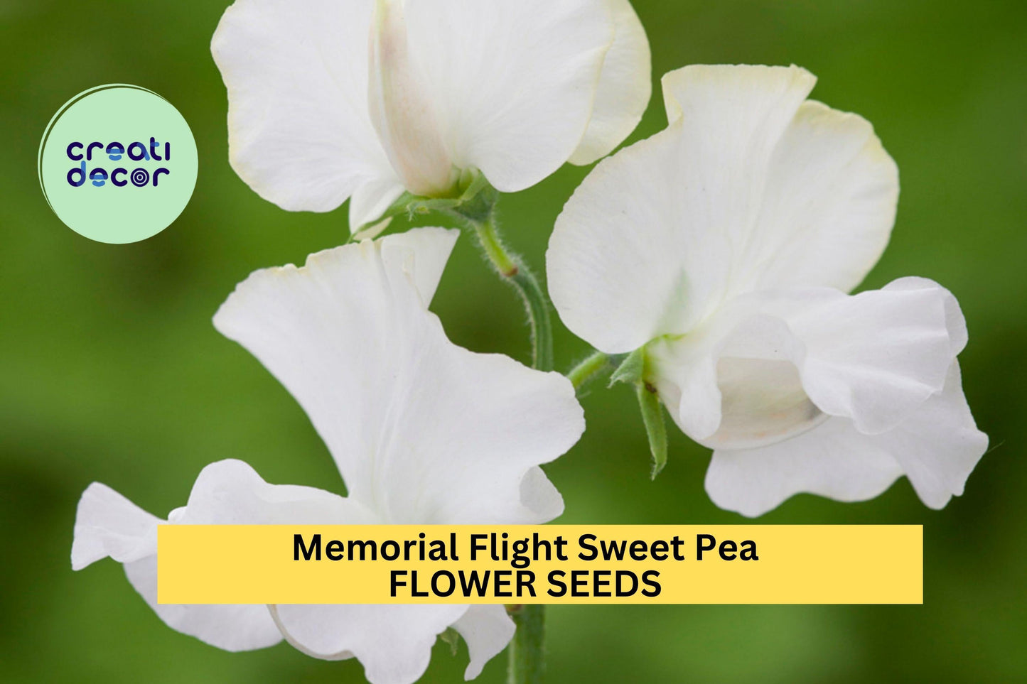 Memorial Flight Sweet Pea Seeds – Blush Pink Climbing Vine for Trellises, Borders & Cut Flowers – Lathyrus odoratus, 50+ Seeds