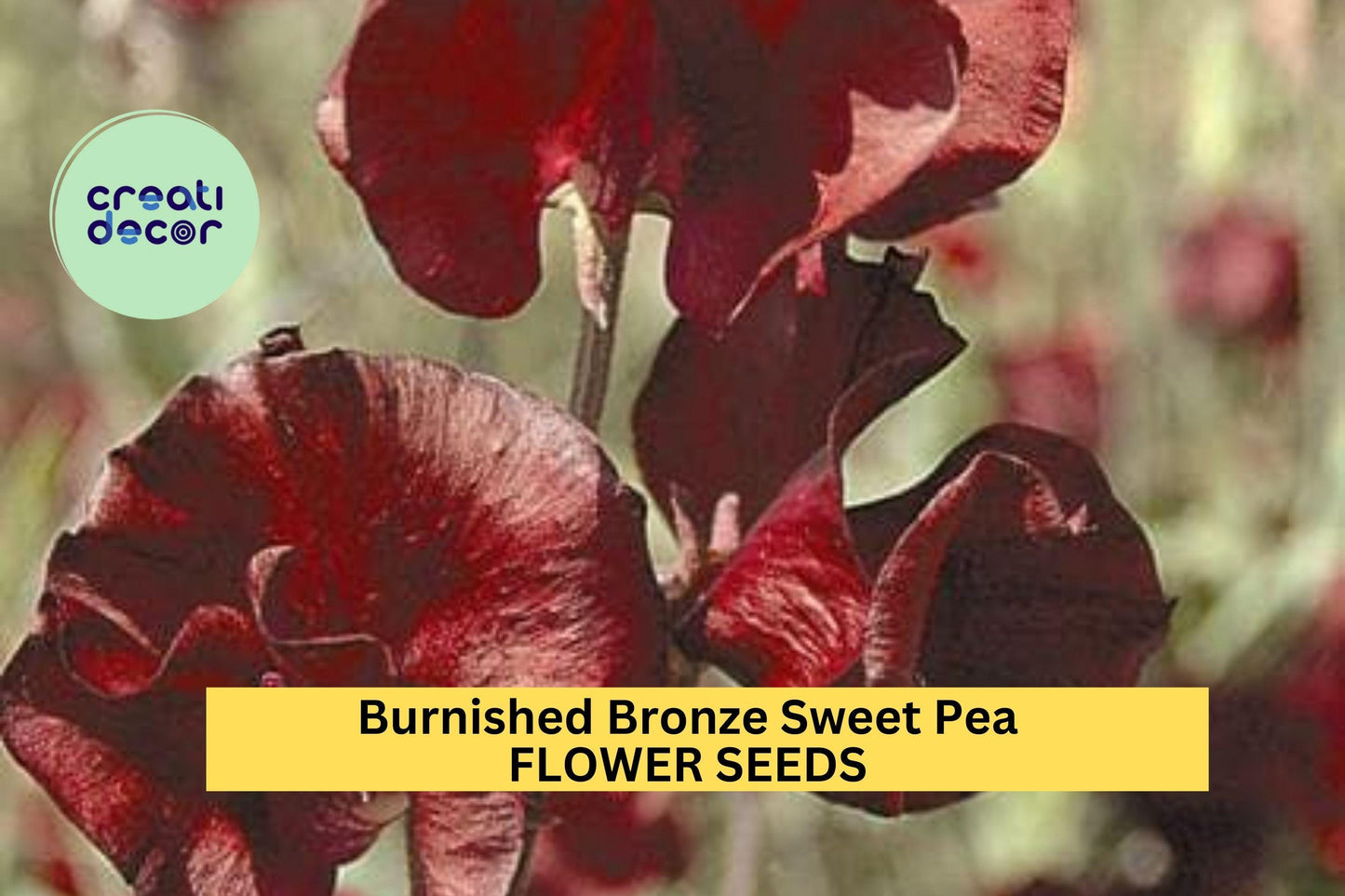 Burnished Bronze Sweet Pea Seeds – Climbing Vine with Copper & Bronze Blooms – Lathyrus odoratus – Vintage Garden, Cut Flower, Trellis Plant