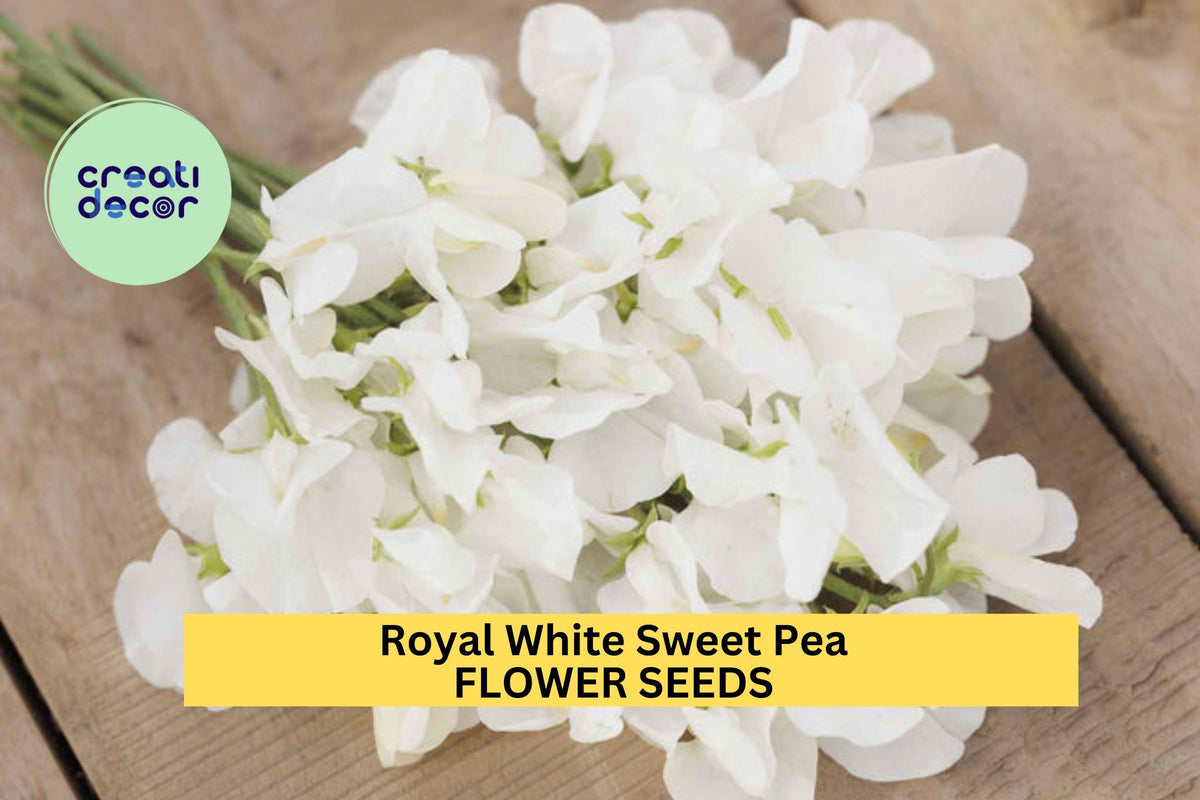 Royal White Sweet Pea Seeds – Climbing Vine for Gardens & Bouquets – Lathyrus odoratus, Pure White Flowers, 50+ Seeds
