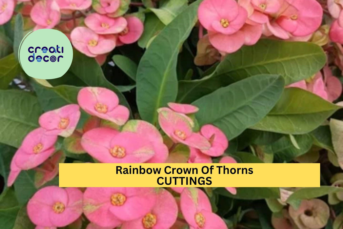 Rainbow Crown of Thorns Cutting | Euphorbia Milii Succulent Starter | Colorful Flowering Plant | Drought Tolerant Indoor & Patio Plant