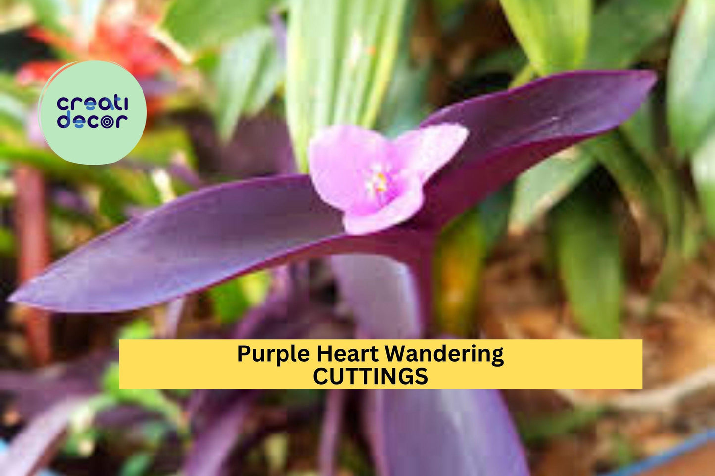 Purple Heart Cuttings | Tradescantia pallida | Trailing Plant for Pots, Ground Cover & Hanging Baskets