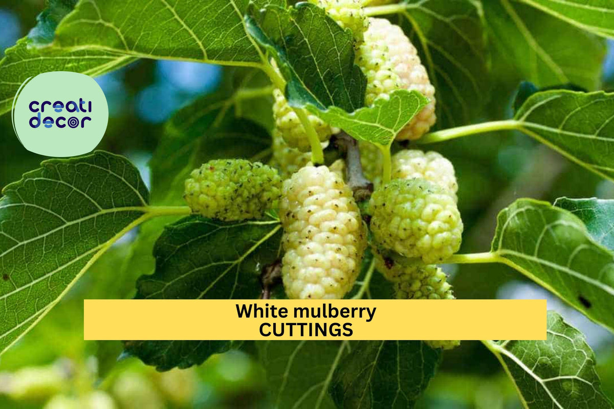 White Mulberry Cuttings 6-8" Morus alba Organic Fruit Tree for Edible Landscaping & Wildlife Gardens