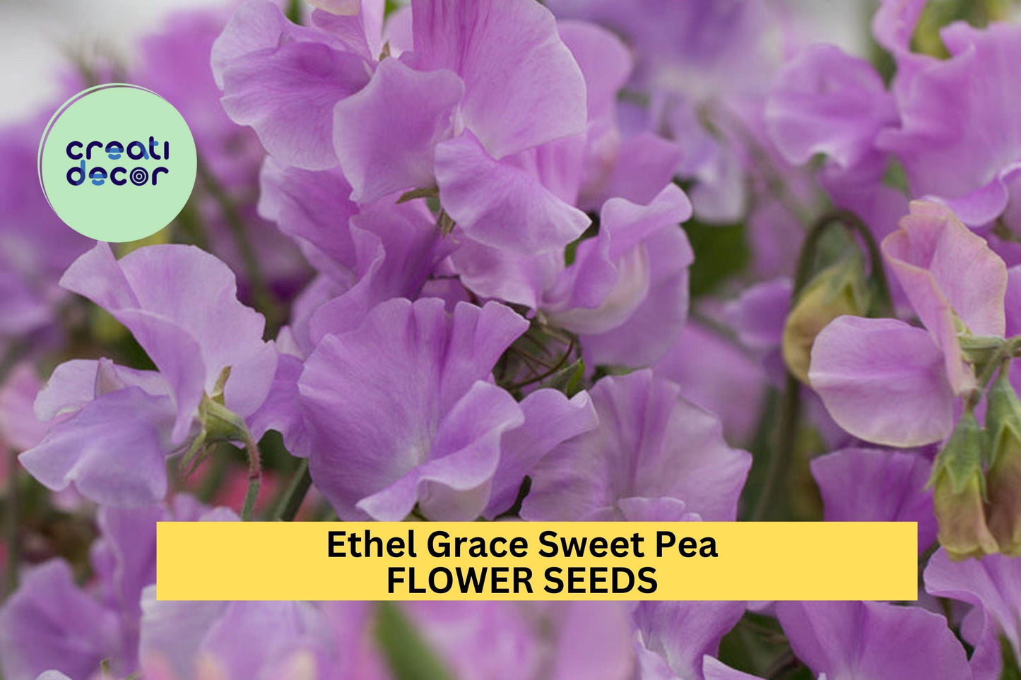 Ethel Grace Sweet Pea Seeds – 50+ Soft Lavender Blooms Climbing Vine for Trellises, Bouquets & Cottage Gardens – Lathyrus odoratus