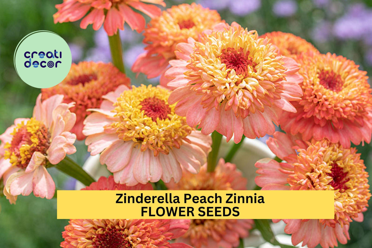 Zinderella Peach Zinnia Seeds – Double Peach Blooms, Cut Flower, Pollinator Friendly, Zinnia elegans, 100+ Seeds