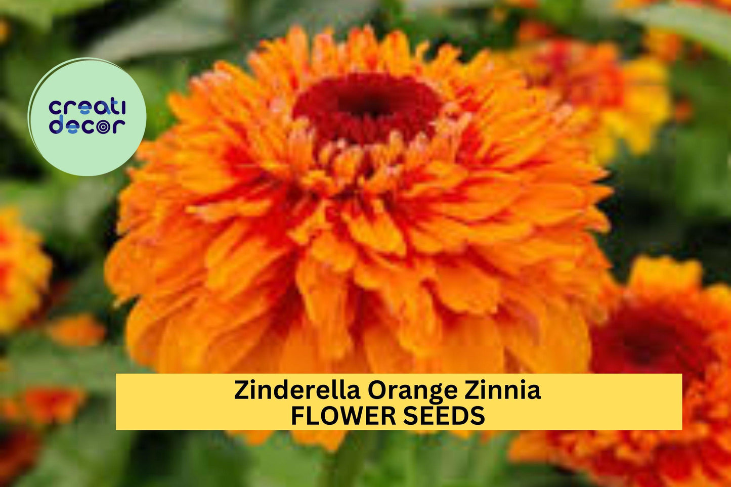Zinderella Orange Zinnia Seeds – Double Orange Blooms for Cut Flowers, Pollinator Gardens & Borders – Zinnia elegans, Bright Summer Flowers