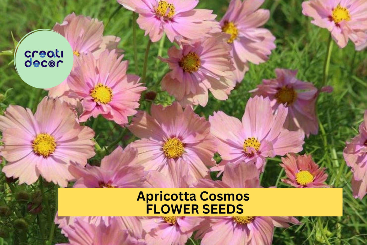 Apricotta Cosmos Seeds – 200+ Apricot-Peach Blooms for Cut Flowers, Cottage Gardens, Pollinator Gardens – Cosmos bipinnatus