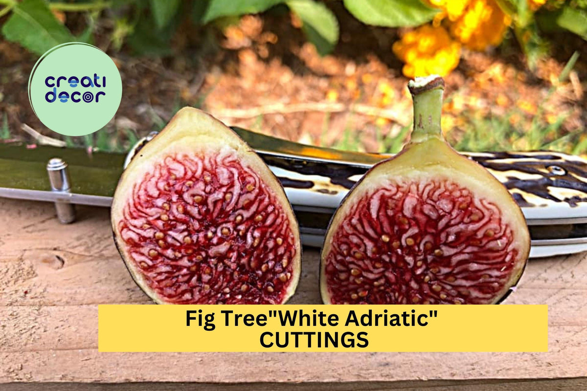 White Adriatic Fig Tree Cuttings – Ficus Carica 'White Adriatic' – Fresh Unrooted Fruit Tree Starter for Home Garden