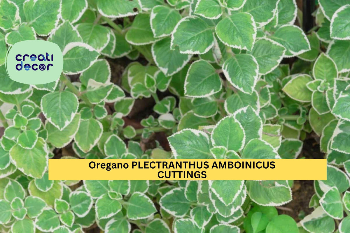 Variegated Cuban Oregano Cuttings | Plectranthus Amboinicus Herb Starter | Unrooted Succulent-Like Herb Plant