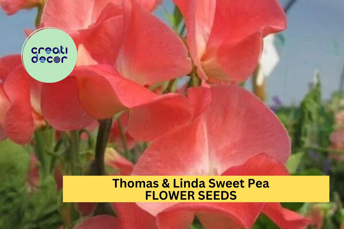 Thomas & Linda Sweet Pea Seeds – Warm Pink Climbing Vine for Trellises, Bouquets, Cottage Gardens – Lathyrus odoratus