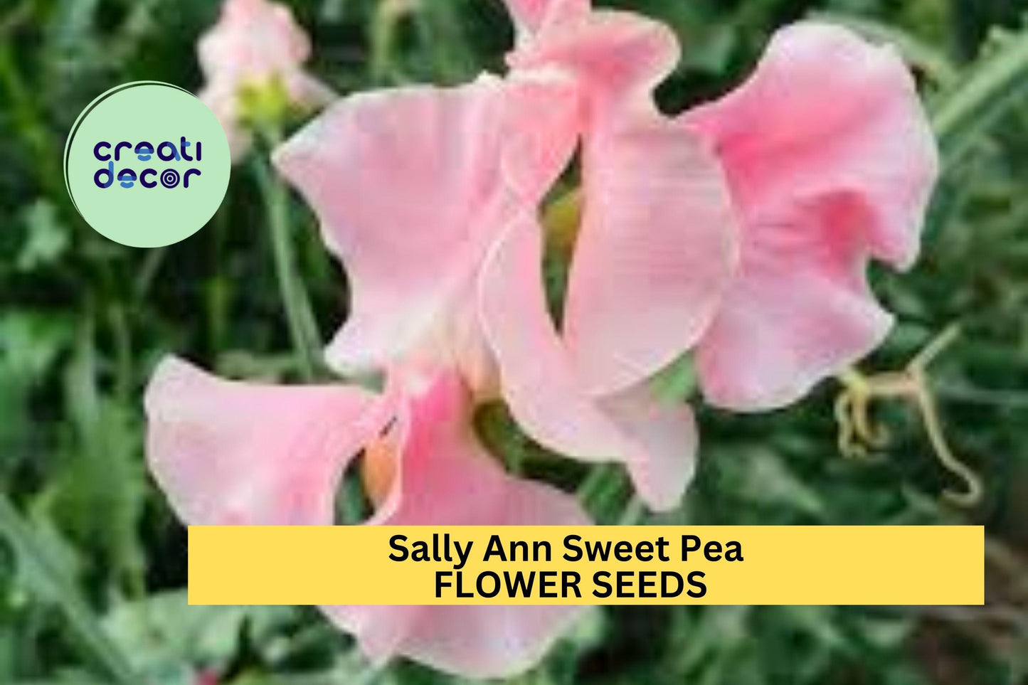 Sally Ann Sweet Pea Seeds – Creamy White Blooms, Climbing Vine, Lathyrus odoratus, Floral Arch & Cottage Garden Plant, 50+ Seeds